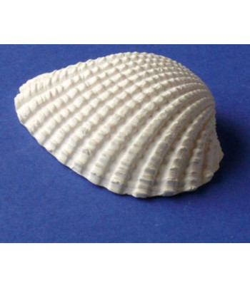 МОРСЬКА РАКОВИНА №2 фігурка для декору (гіпс) 5см