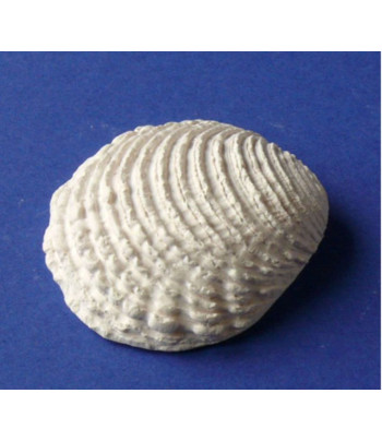 МОРСЬКА РАКОВИНА №3 фігурка для декору (гіпс) 4,5см