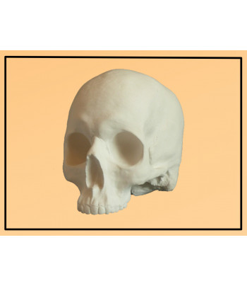 Череп анатомический  без нижней челюсти (гипс) 180х160х140мм